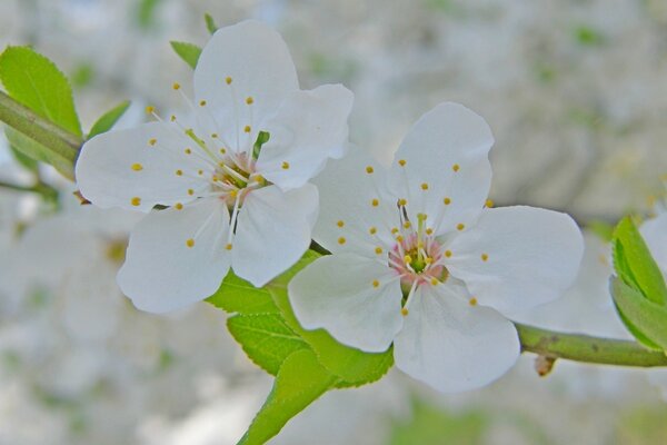 Fiori bianchi come la neve nella luce del mattino