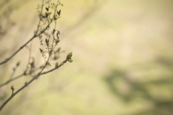 Fotografia macro. Os rins estão no ramo. Fundo desfocado verde