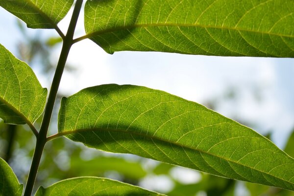 Die hellen Farben der Natur auf Java