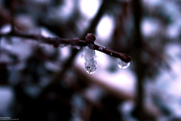 A drop on a twig. A frozen drop. The beauty of the universe