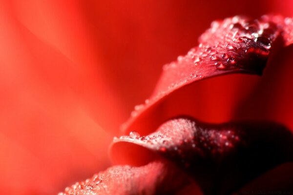 Flor rosa sobre fundo vermelho, capturada com macro