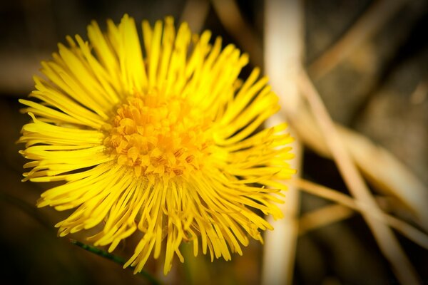 Macro d un pissenlit de couleur jaune