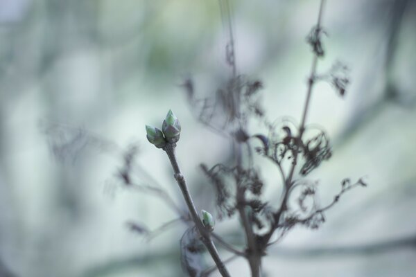 Blühende Blume auf einem unscharfen Hintergrund, mit Makroaufnahmen