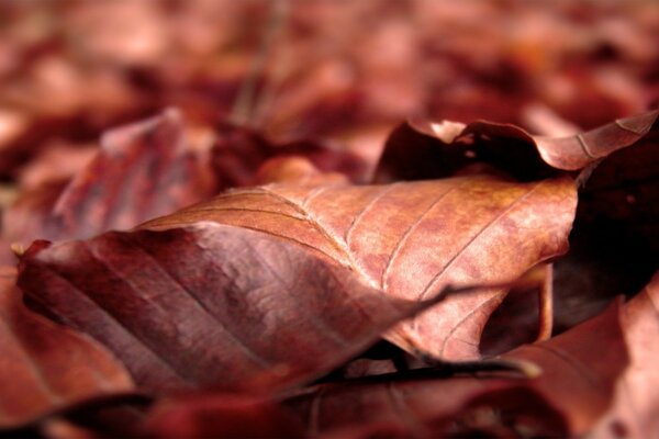 Dried red-brown leaves lie on the ground