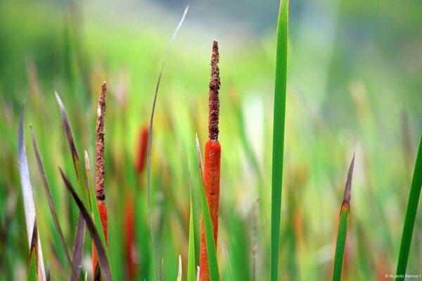 Branches of reeds in the middle of green leaves