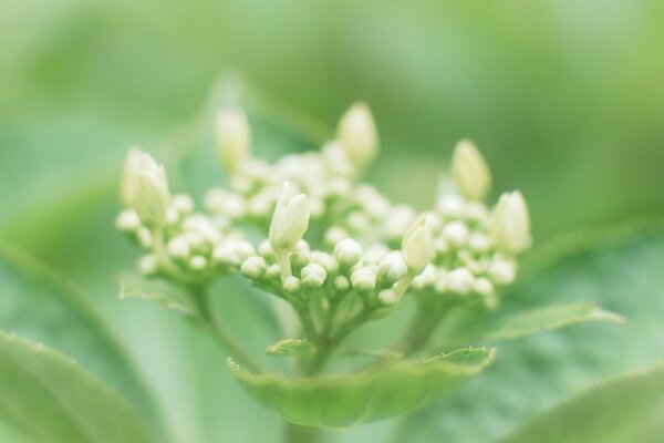 Delicate white half-blown flower