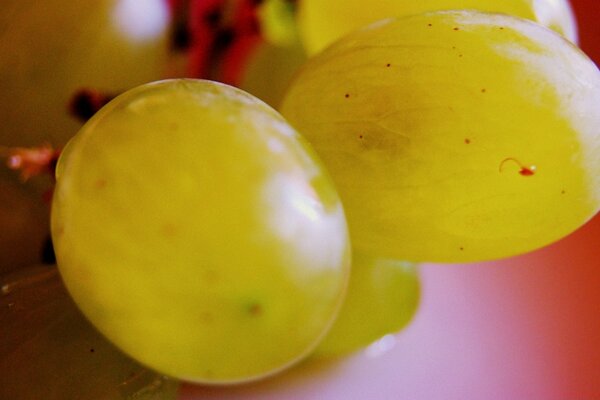 Juicy bubblegum ripe grapes