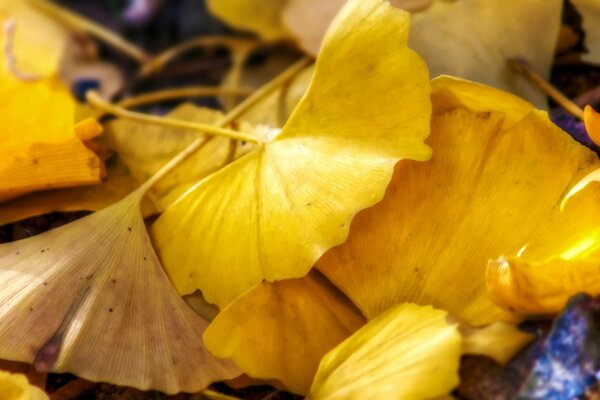 Hojas amarillas de Ginkgo Biloba