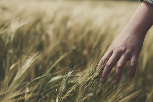 Macro photography of a wheat ear in the field