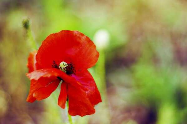 Einsamer roter Mohn mit verwelkten Blütenblättern