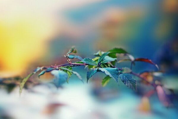 A branch with leaves and a blurry background