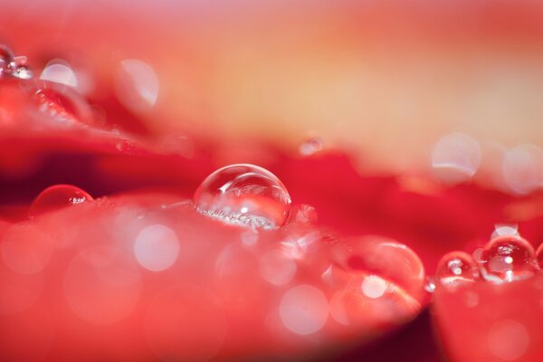 Drops of past rain in a macro lens