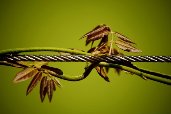 A bindweed on a wire. Macro shooting. Flora