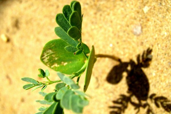 Une pousse verte se fraye un chemin à travers le sable