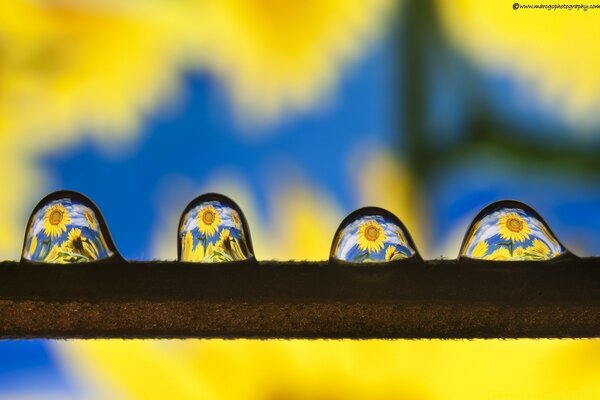 Das Bild ist in einem Tropfen. Makrofotografie. Sonnenblume in einem Tropfen