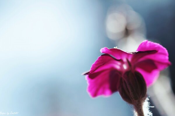 Flor de color lila en un fondo borroso