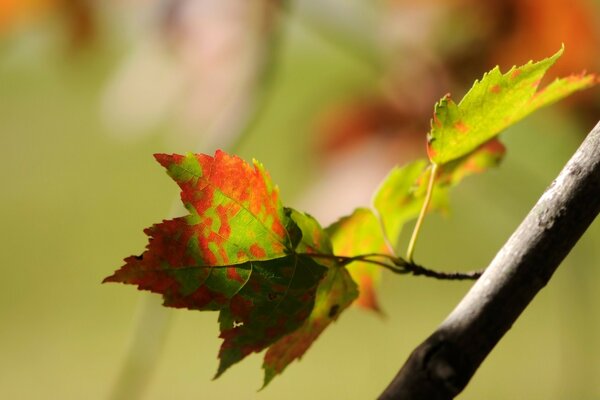 Les dernières feuilles de l été