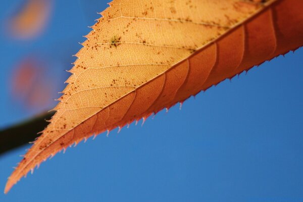 Foglia giallo-arancione su uno sfondo di un cielo blu