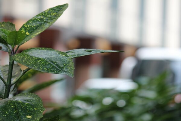 Benjamins Ficus. Zimmerpflanze. Schöne Blätter