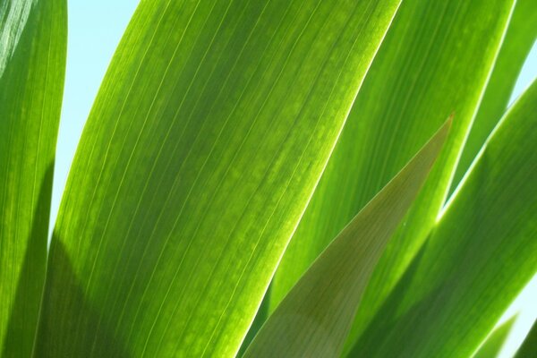 The long leaves of the plant are brightly illuminated by the sun