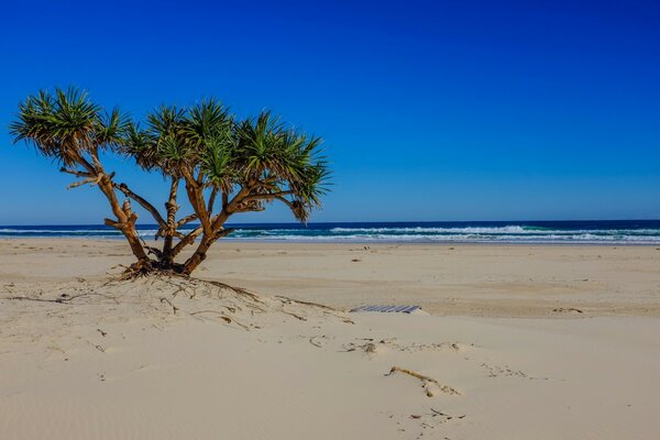 Exotic bush on the sand of the tropical coast