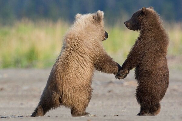 Два ведмедика гуляють і триматися за руку