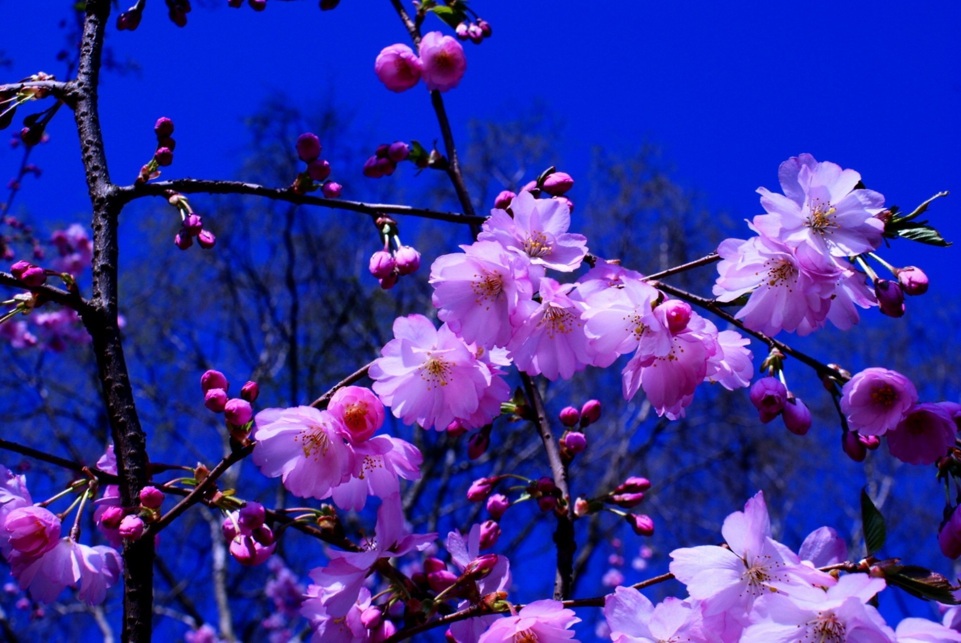 spring flower branch nature garden flora tree blooming season petal cherry color floral leaf bright bud growth outdoors delicate beautiful