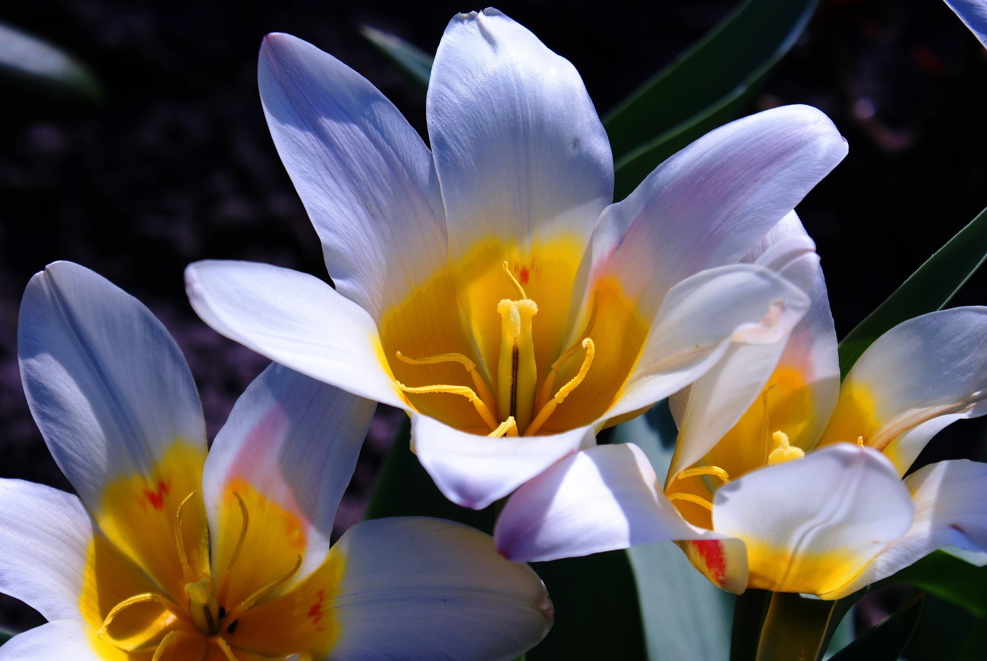 primo piano fiore natura flora pasqua colore foglia giardino petalo tulipano luminoso fioritura floreale amore estate