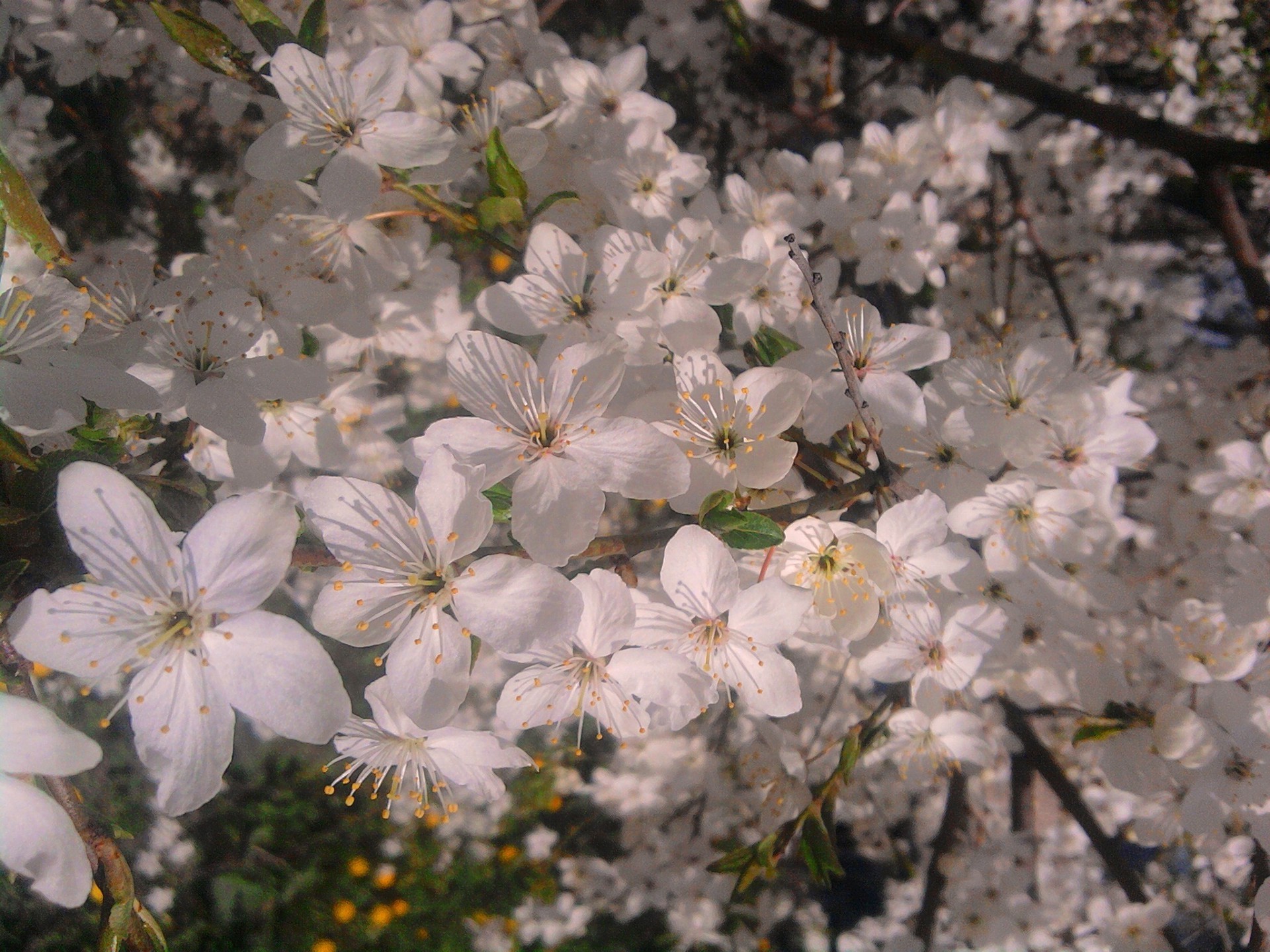 fleurs sur les arbres fleur flore arbre nature cerise branche jardin feuille croissance bluming saison à l extérieur copain pétale couleur pomme floral parc gros plan