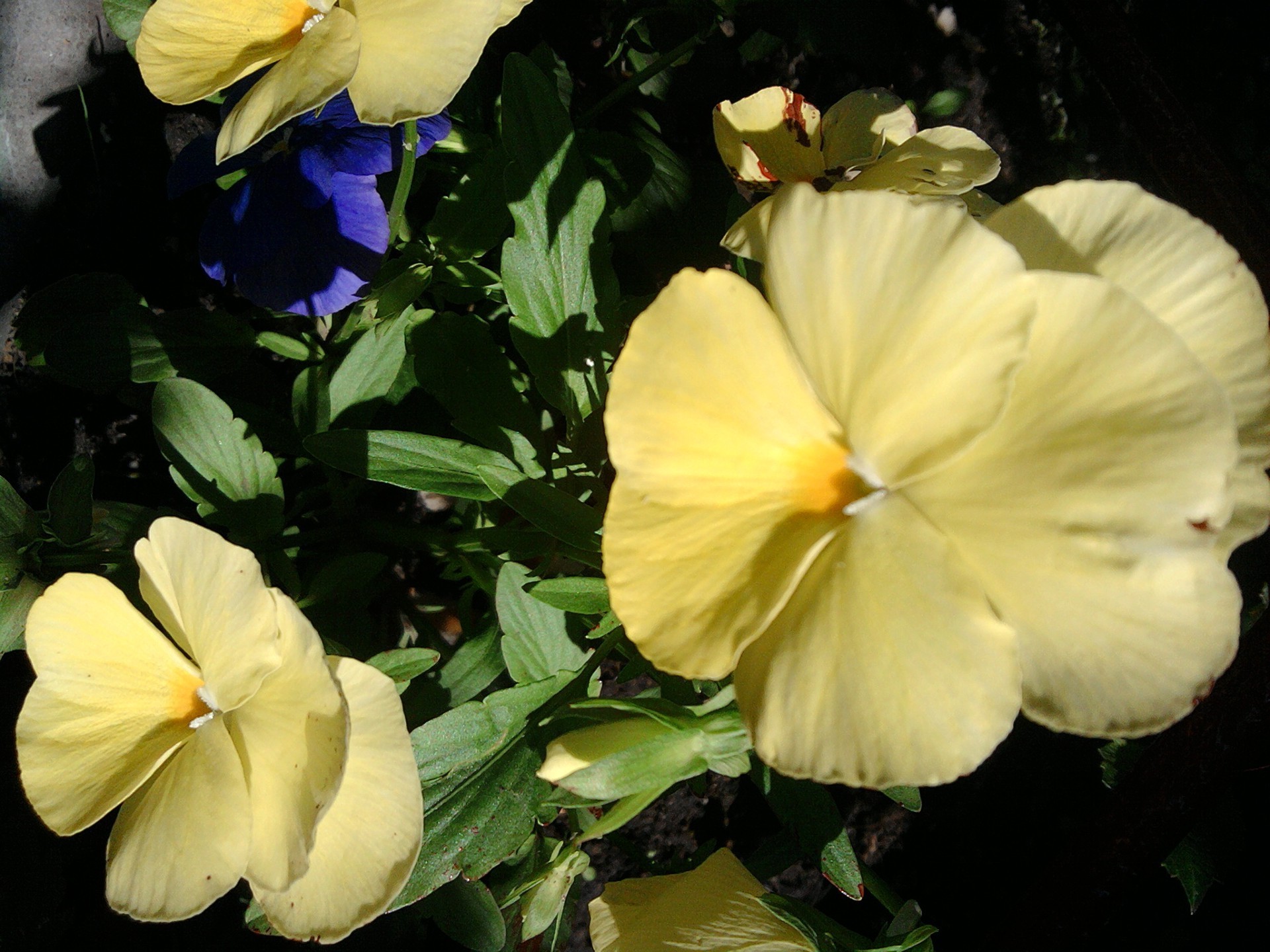 nahaufnahme blume flora natur blatt blütenblatt garten blumen blühen farbe hell sommer schließen