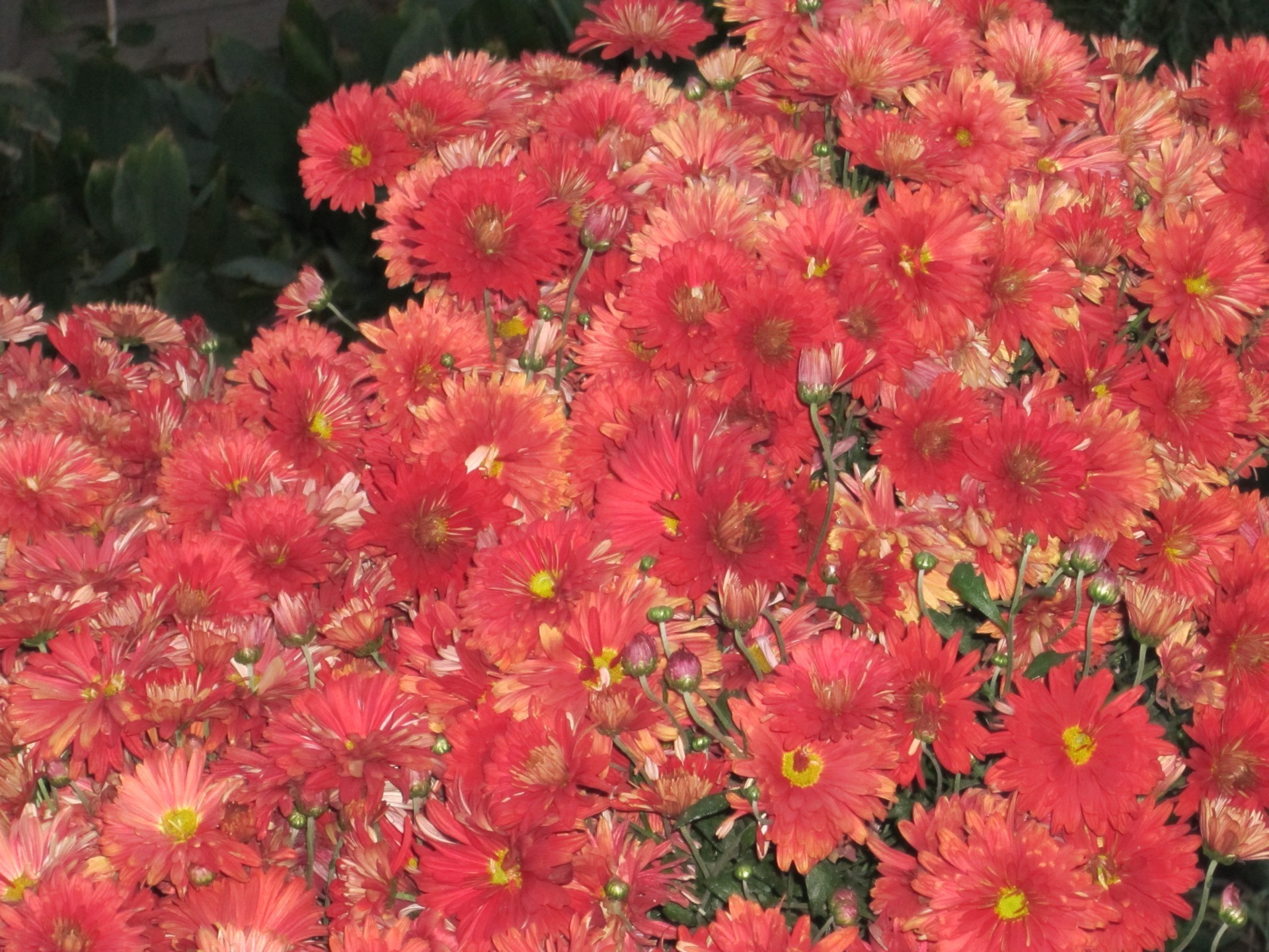 chrysanthemum flower floral flora nature petal blooming summer garden bright color beautiful bouquet leaf vibrant decoration botanical growth close-up season