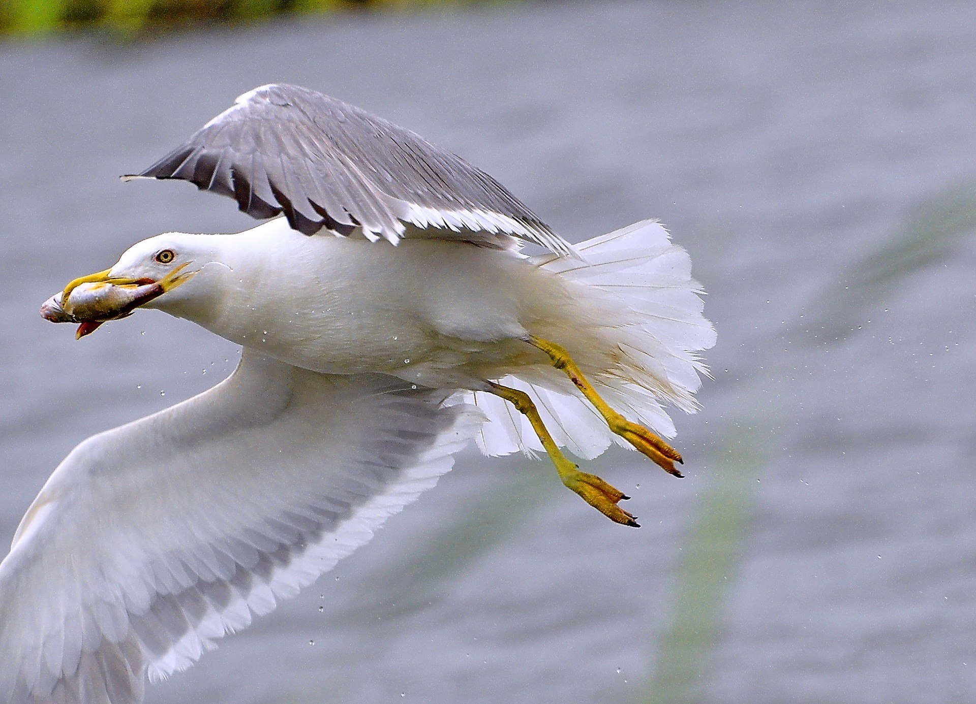 gabbiano uccello natura fauna selvatica animale piuma selvaggio becco volo ala acqua gabbiano lago volare