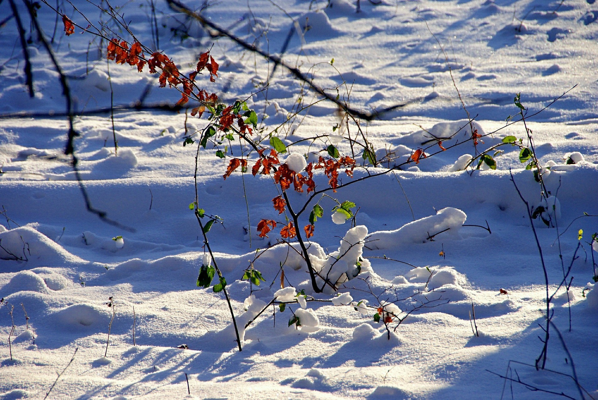 winter snow season frost nature cold landscape tree ice outdoors snow-white frozen wood fair weather branch sky weather frosty bright