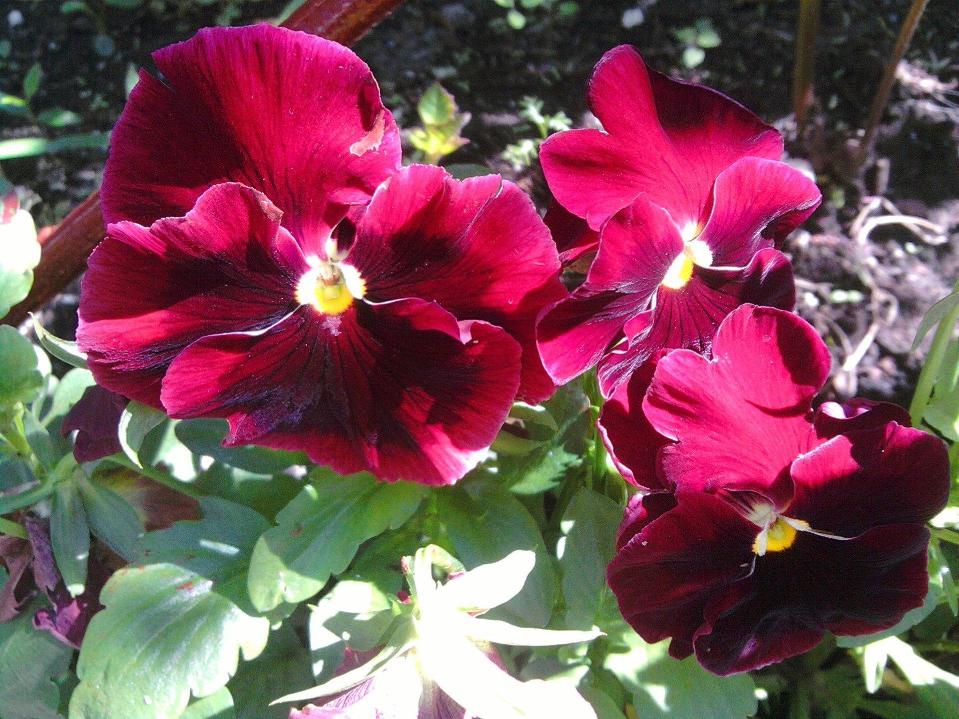 flower beds flower nature garden flora leaf petal floral blooming summer color botanical beautiful bright growth close-up tropical park violet bouquet