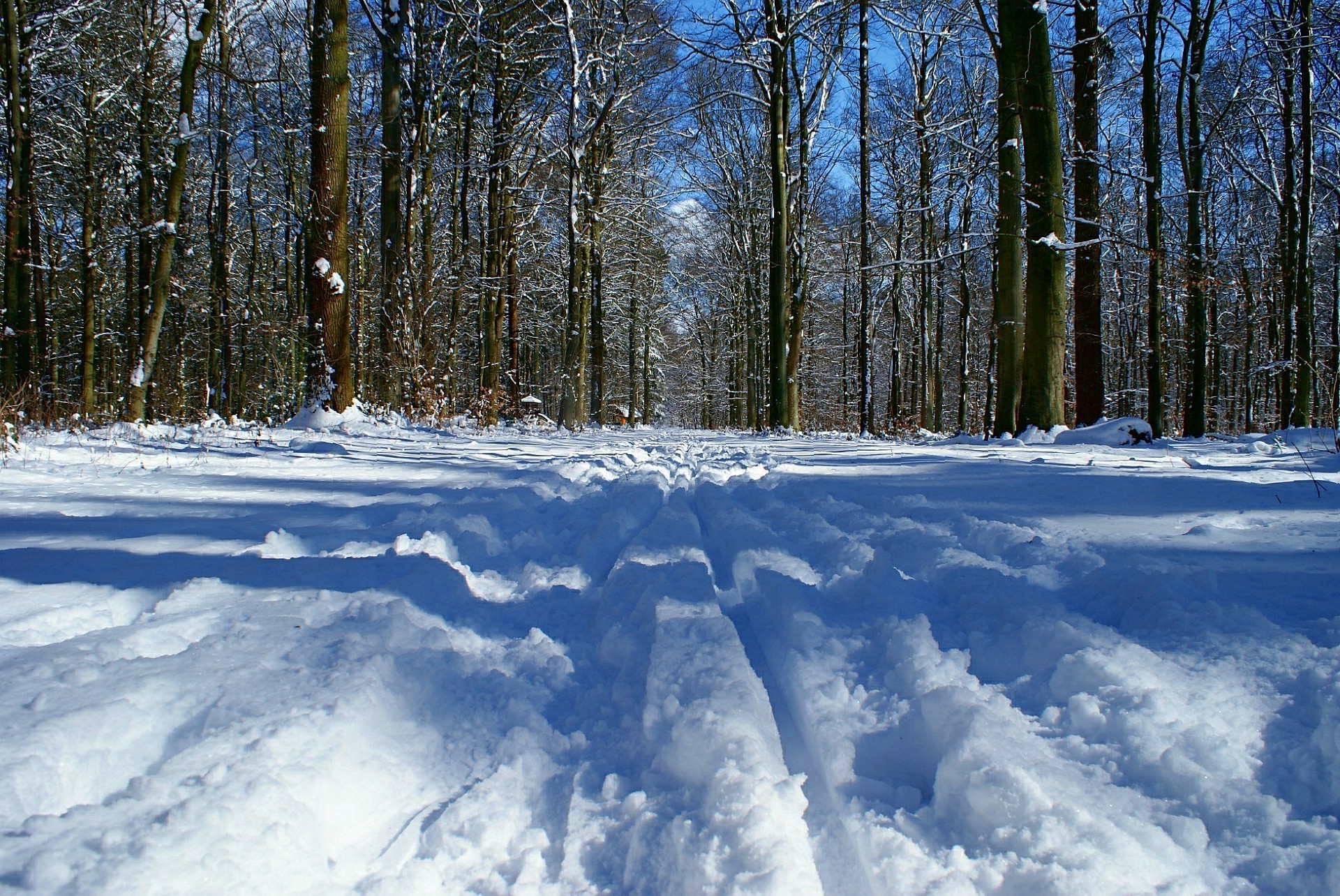 winter schnee frost kälte holz landschaft wetter baum natur eis saison landschaftlich im freien gefroren gutes wetter szene