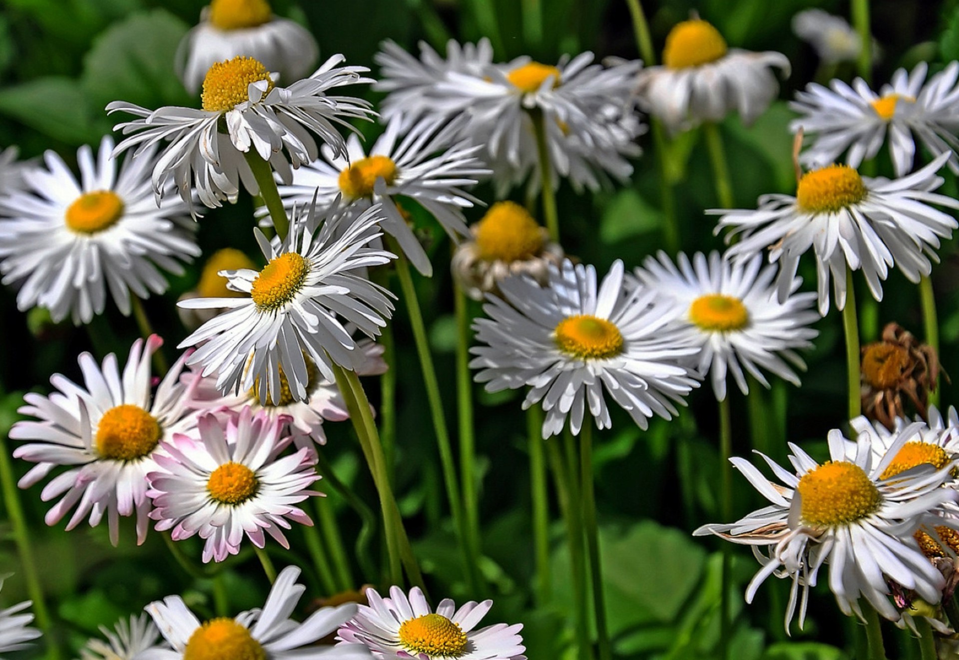 closeup nature flower flora summer leaf chamomile floral garden bright blooming petal growth color season