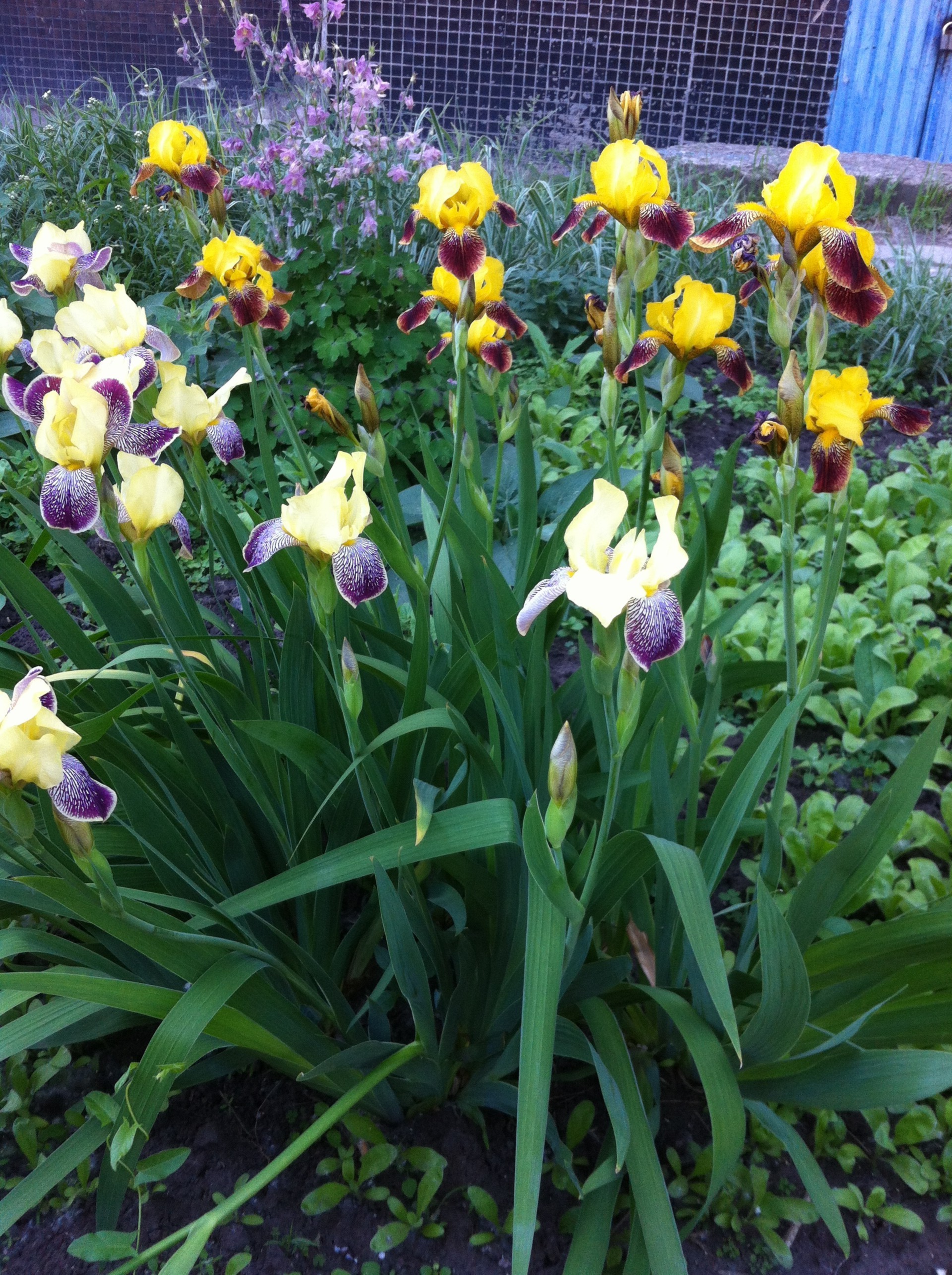 flowers flower garden flora nature leaf floral petal tulip blooming summer color season easter bright park grass growth bouquet field