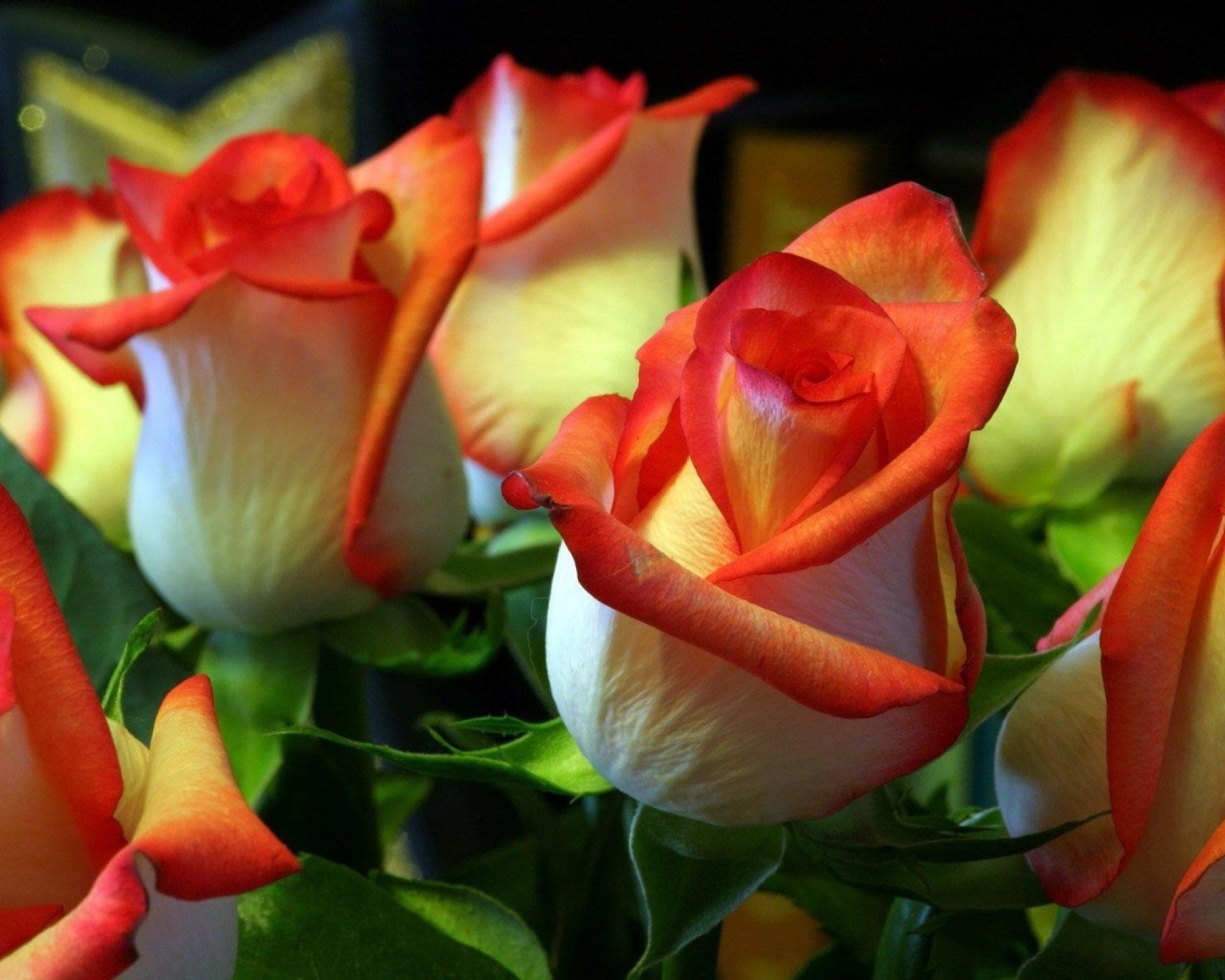 güller çiçek doğa aşk romantizm renk lale yaprak çiçek flora bahçe romantik taçyaprağı buket güzel yaz parlak çiçek açan hediye