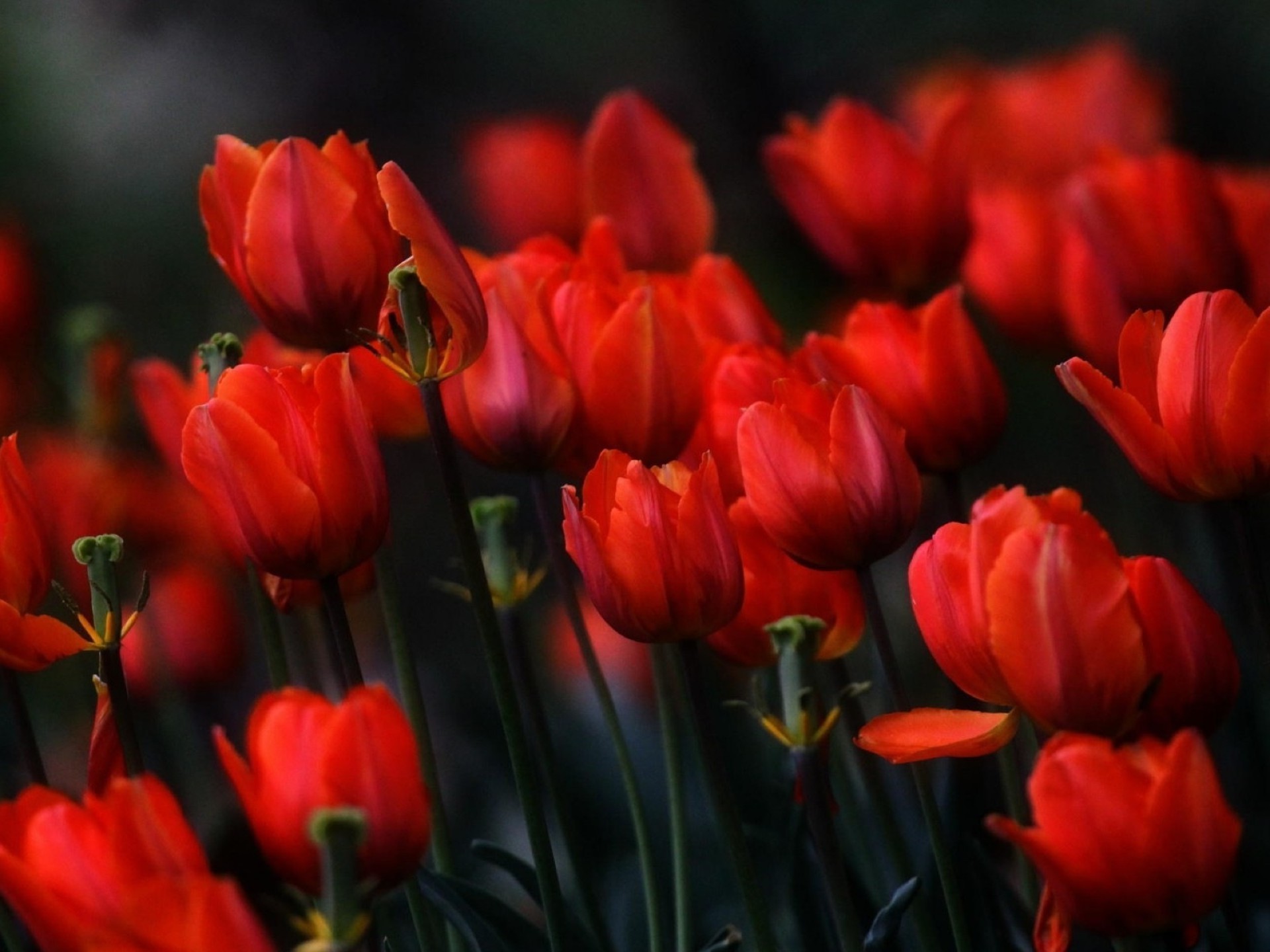 fiori tulipano fiore natura flora giardino foglia fiore di colore lampada petalo luminoso crescita pasqua fiore estate bouquet parco all aperto campo