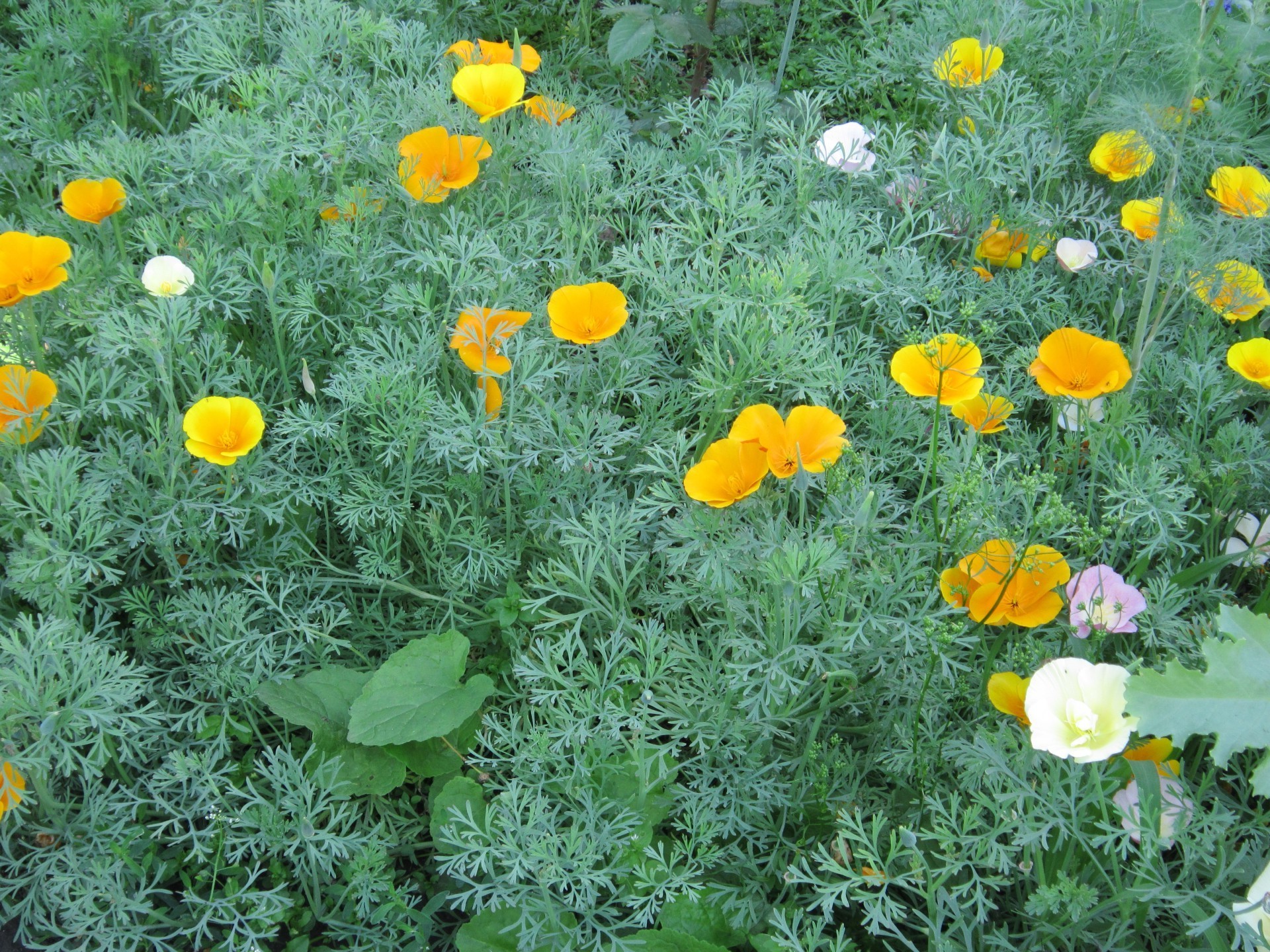 blumenbeete mit blumen flora natur blatt garten blume sommer gras blumen feld hell im freien farbe poppy blühen blütenblatt heuhaufen saison medium wachstum