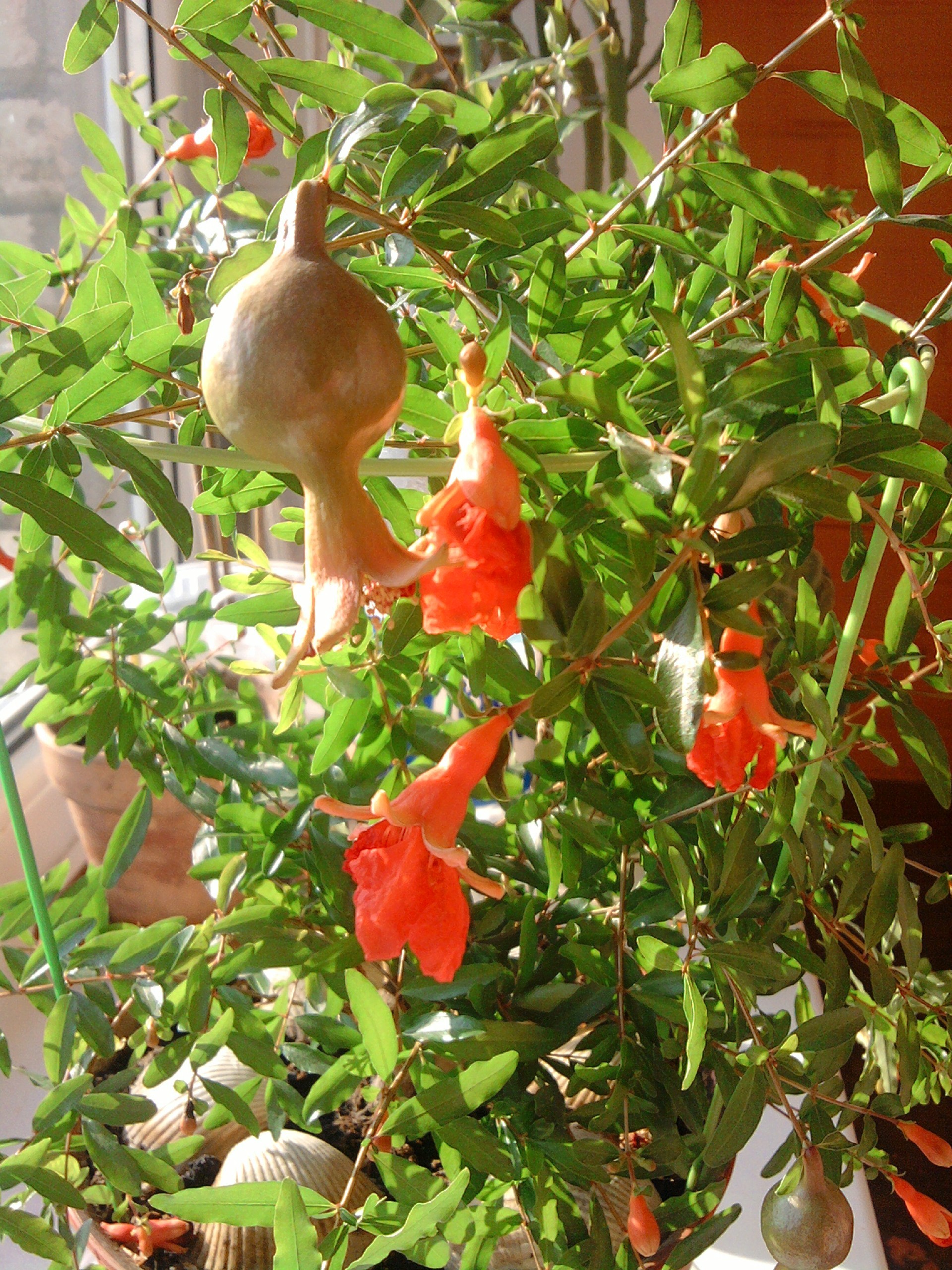 in a vase or pot leaf nature food tree branch garden season flora fruit healthy vegetable color hanging summer close-up health shrub pasture agriculture