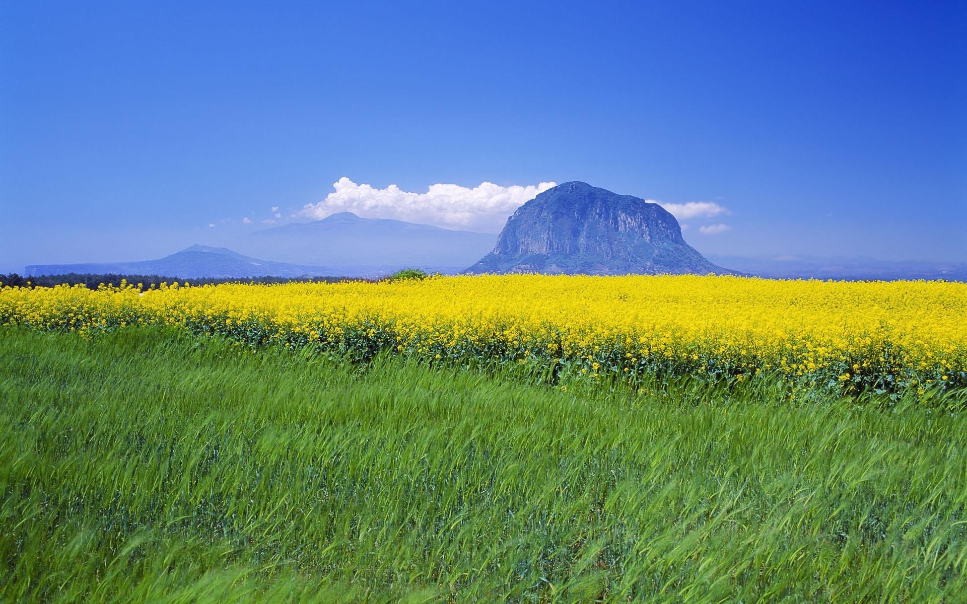 sommer feld landschaft natur des ländlichen himmel landwirtschaft gras heuhaufen blume landschaft land im freien bauernhof sonne flora ernte weide