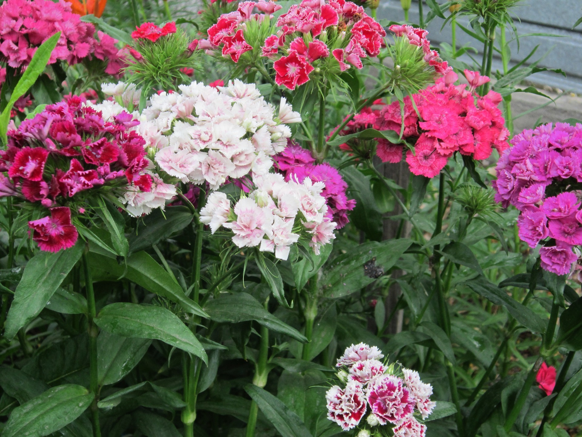 garden flowers flower flora floral garden nature blooming petal leaf summer bouquet color botanical bed cluster bright decoration vibrant geranium florist rose