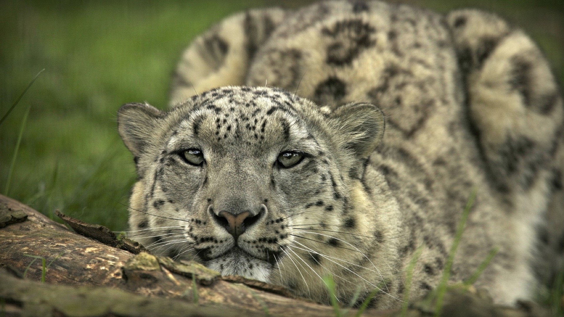 guépards faune mammifère chat prédateur sauvage animal zoo mangeur de viande nature safari chasseur grand léopard fourrure en voie de disparition jungle guépard portrait panthère oeil