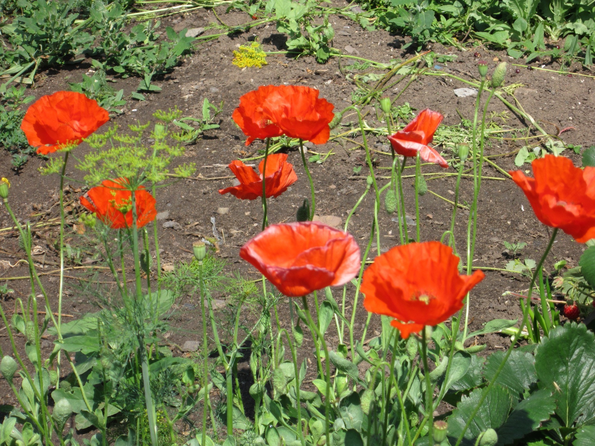 canteiros de flores com flores flor poppy natureza flora jardim verão folha cor blooming ao ar livre floral campo temporada pétala crescimento brilhante feno brilhante grama