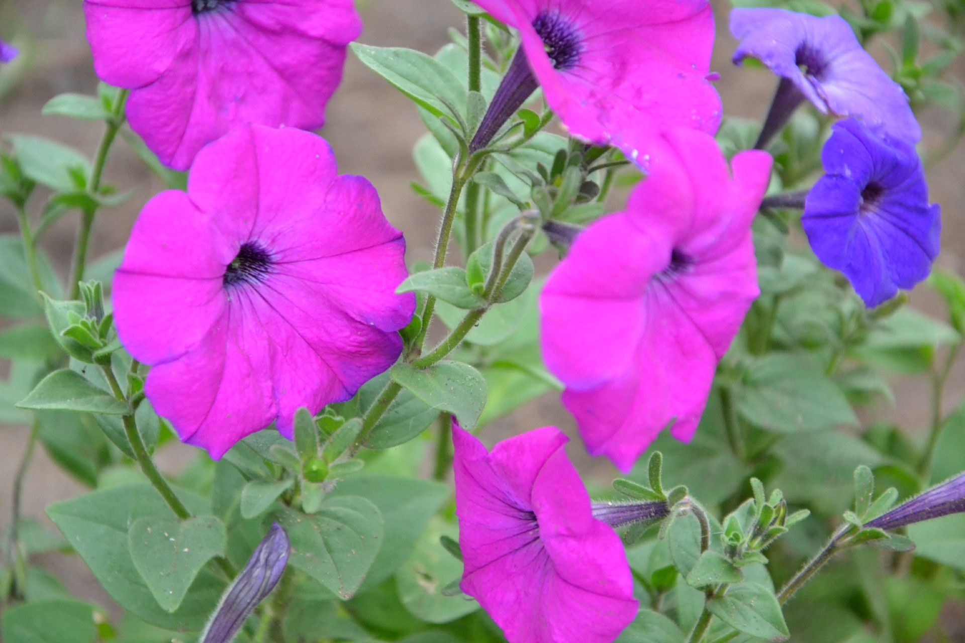 blumenbeete mit blumen blume flora natur garten sommer blatt blühen blumen farbe blütenblatt botanisch schließen hell schön