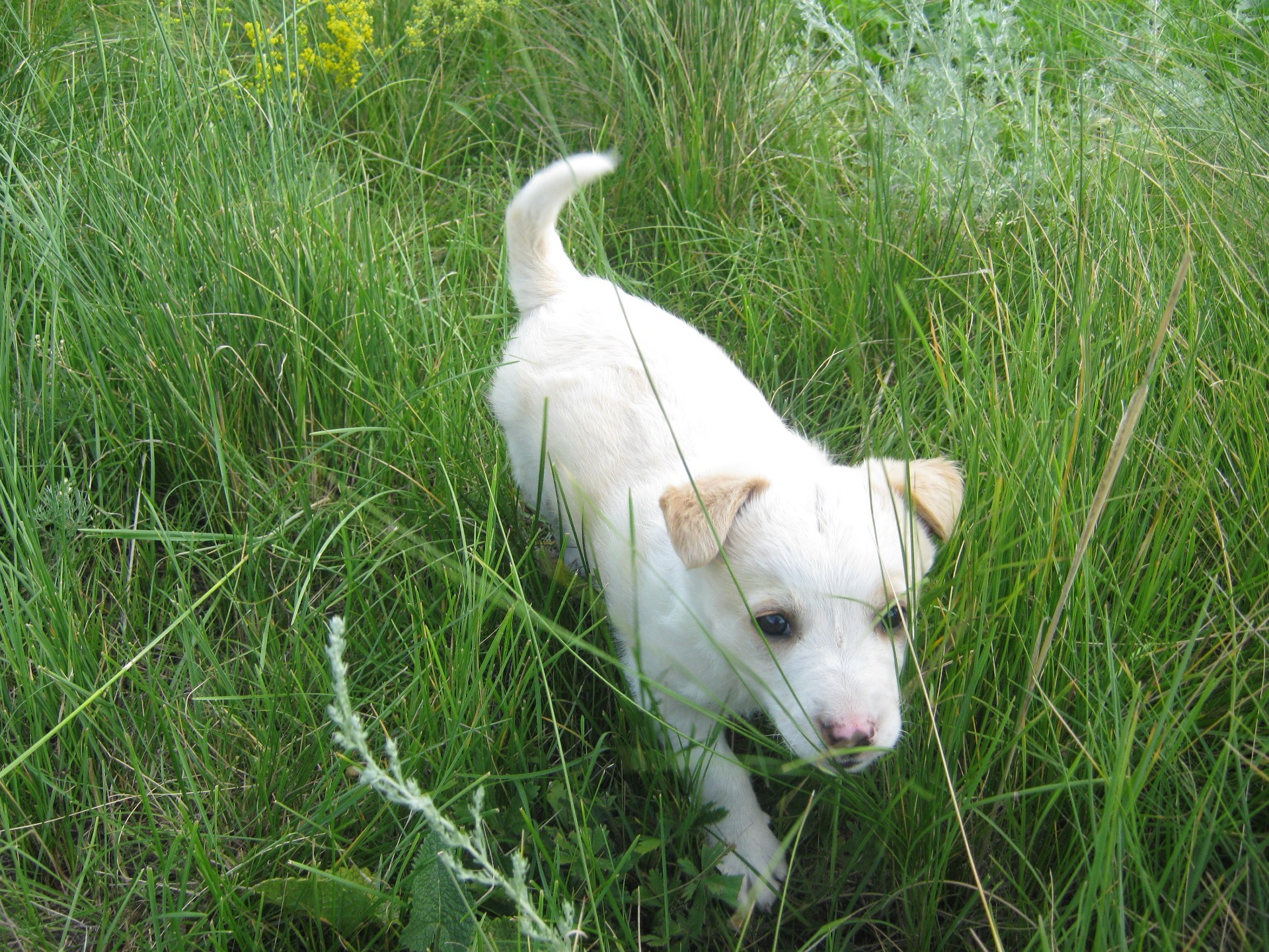 hunde gras tier niedlich natur hund wenig säugetier sommer porträt junge haustier im freien inländische heuhaufen feld anzeigen