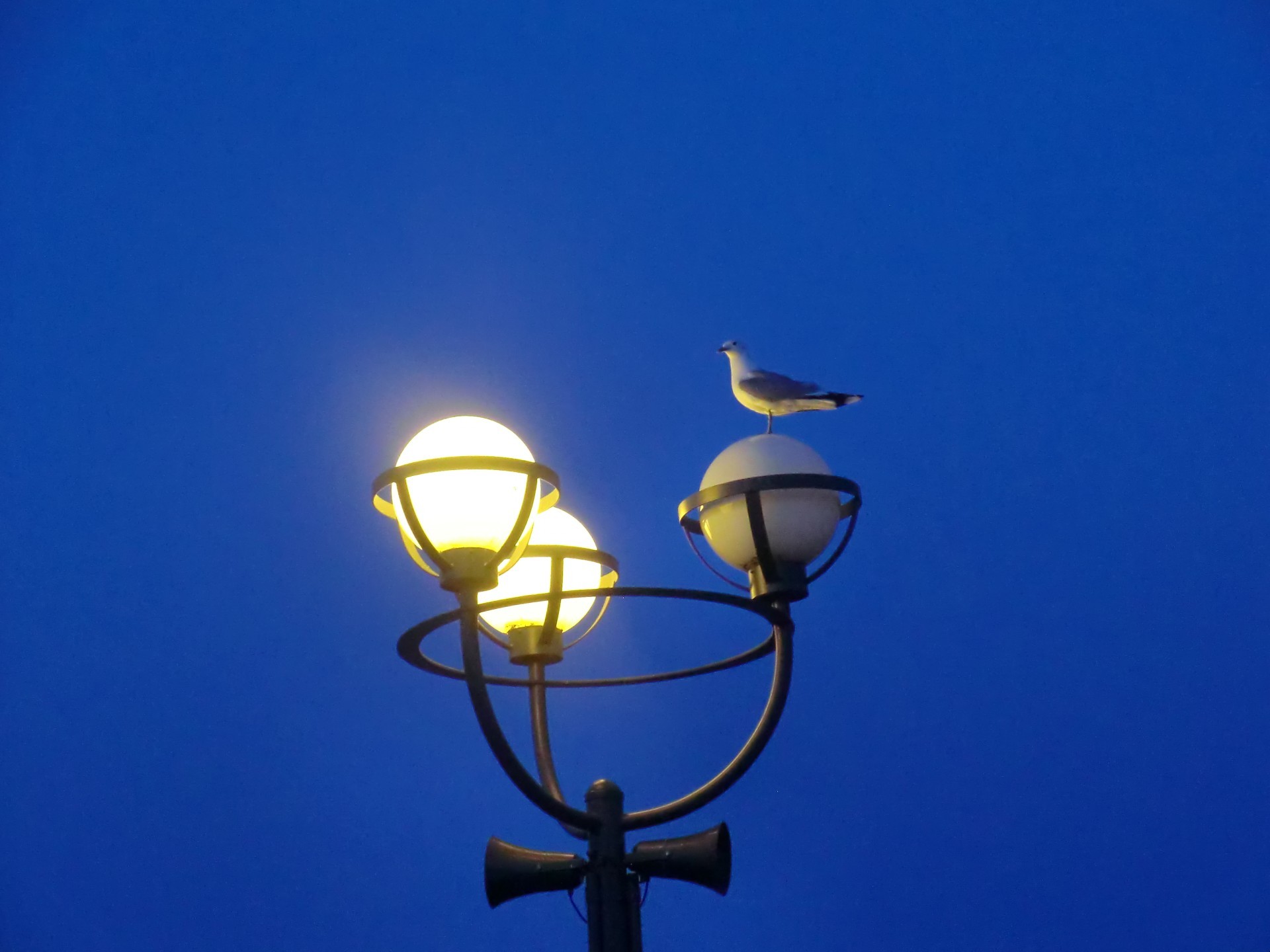 wasservögel lampe himmel licht hell laterne sonne ampel im freien hoch hintergrundbeleuchtung laternenmast