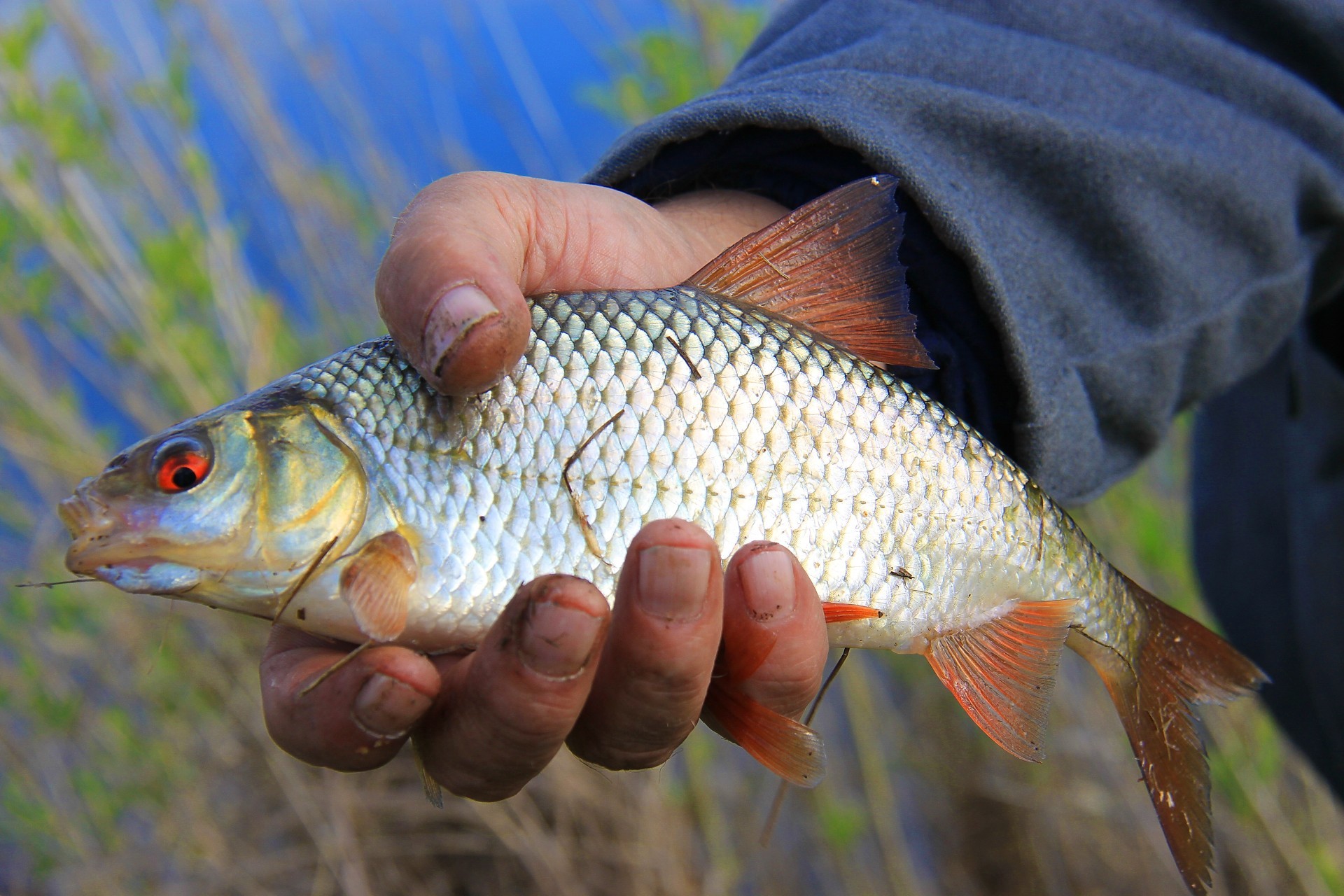 flussfische fische natur fangen essen meeresfrüchte fischer karausche im freien süßwasser eine meer köder tier unterwasser ozean tierwelt hände fin skala