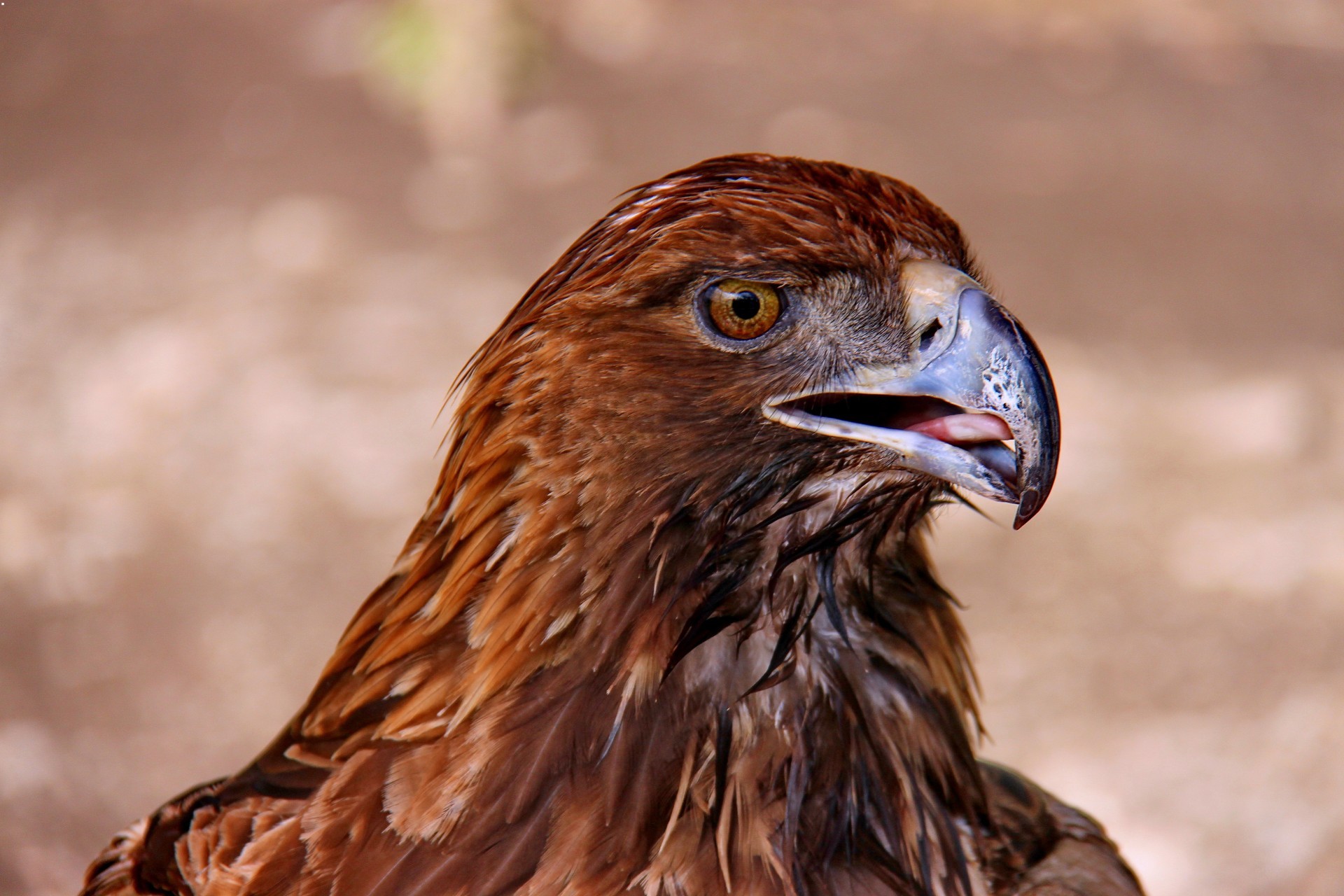 animais pássaro raptor águia vida selvagem natureza presa retrato falcão animal predador falcão falcoaria olho selvagem pena jardim zoológico bico